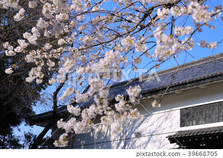 [Tokyo] Sakura and Tayasumon 39668705