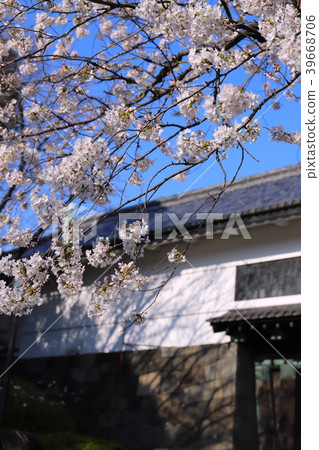 [Tokyo] Sakura and Tayasumon 39668706