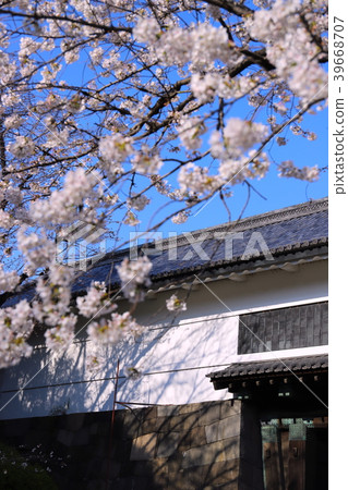 [Tokyo] Sakura and Tayasumon 39668707