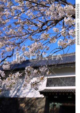 [Tokyo] Sakura and Tayasumon 39668708