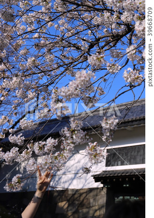 [Tokyo] Sakura and Tayasumon 39668709