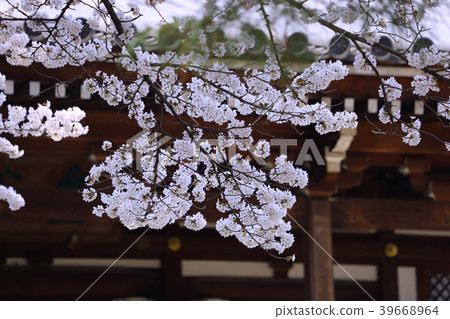 Temple and cherry blossoms Temple and cherry blossoms 39668964
