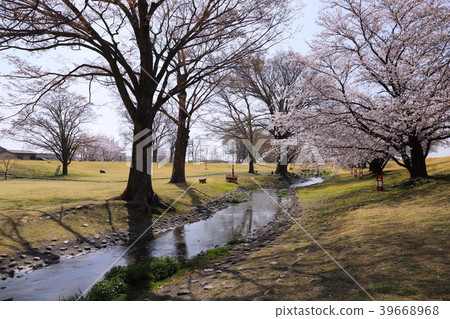 [Yamanashi Prefecture] Shingen Embankment Park in full bloom of cherry blossoms 39668968