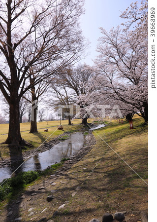 [Yamanashi Prefecture] Shingen Embankment Park in full bloom of cherry blossoms 39668969