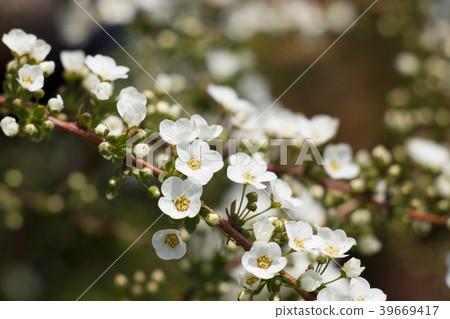 Yuki Yanagi (spring) 39669417