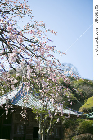 Kuranji寺的Shidareeume 39669505