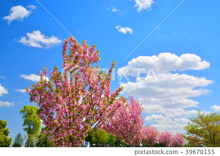 Spring man park (sakura and fresh green) 39670155