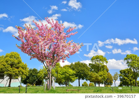 Spring man park (sakura and fresh green) 39670157