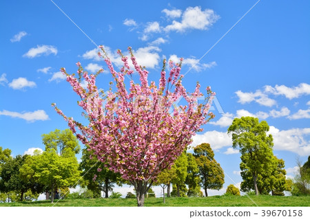 Spring man park (sakura and fresh green) Spring man park (sakura and fresh green) 39670158