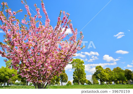 Spring man park (sakura and fresh green) 39670159
