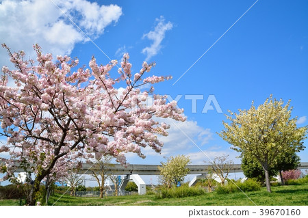 Spring man park (sakura and fresh green) Spring man park (sakura and fresh green) 39670160