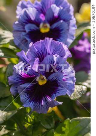 Purple pansy Purple pansy 39670194