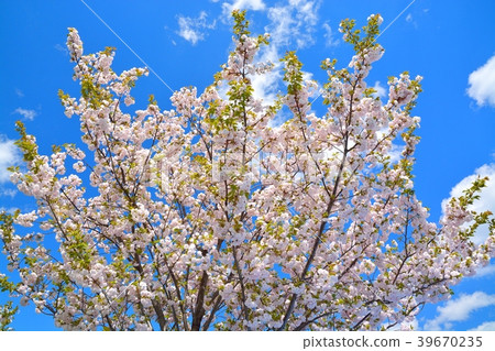 Spring man park (sakura and fresh green) 39670235