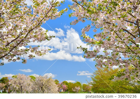 Spring man park (sakura and fresh green) Spring man park (sakura and fresh green) 39670236