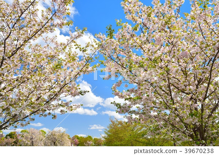春天的男人公園(櫻花和新鮮的綠色) 春天的男人公園(櫻花和新鮮的綠色) 39670238