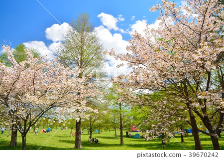 Spring man park (sakura and fresh green) 39670242