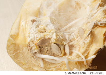 Old marrow with seedlings inside Old marrow with seedlings inside 39670300