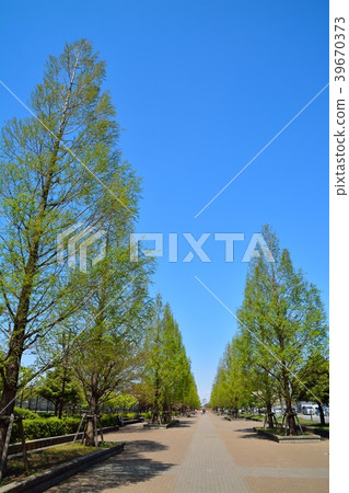 Spring man park (lined trees of Metasequoia) 39670373