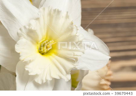 Narcissus flowers macro Narcissus flowers macro 39670443