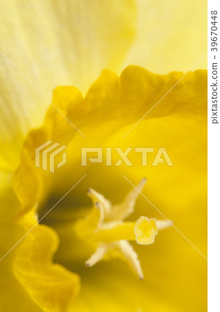 Narcissus flower macro Narcissus flower macro 39670448