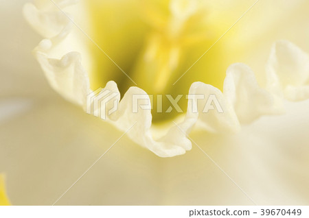 Narcissus flower macro Narcissus flower macro 39670449
