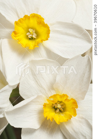 Narcissus flower macro Narcissus flower macro 39670610