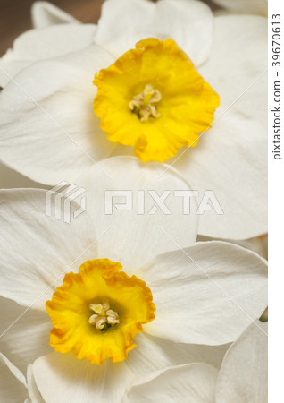 Narcissus flowers macro Narcissus flowers macro 39670613
