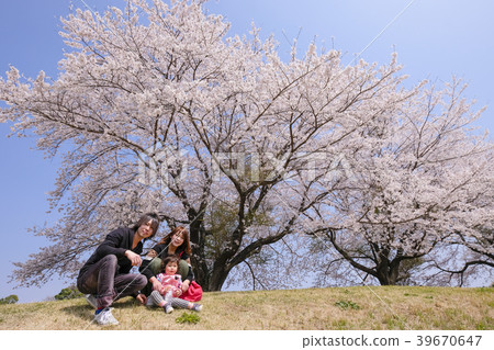 家庭和櫻花 39670647