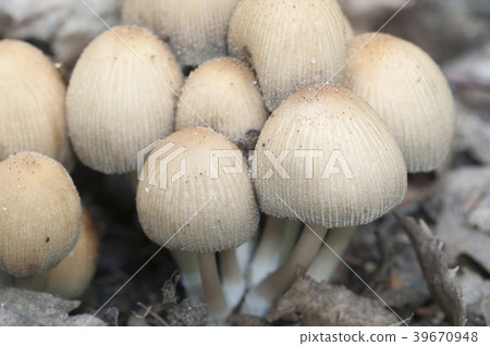 Coprinus micaceus mushroom 39670948