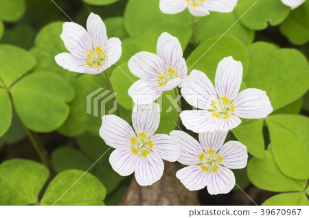 Oxalis acetosella (Woon sorrel) 39670967
