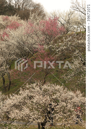 高雄梅村。 高雄梅村。 39671071