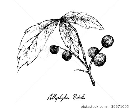 Allophylus Edulis Fruits on White Background Allophylus Edulis Fruits on White Background 39671095