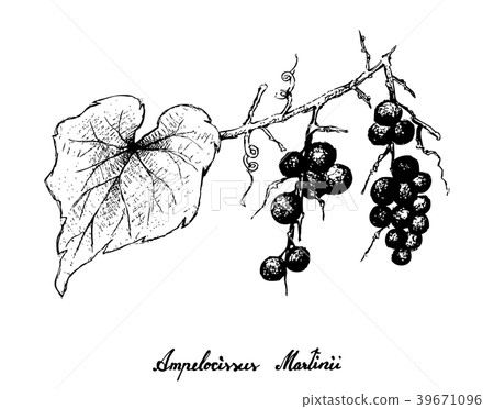 Hand Drawing Bunch of Ampelocissus Martinii Fruits Hand Drawing Bunch of Ampelocissus Martinii Fruits 39671096