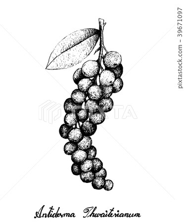 Antidesma Thwaitesianum Fruits on White Background Antidesma Thwaitesianum Fruits on White Background 39671097