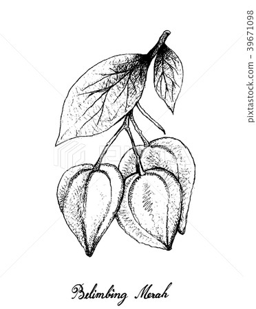 Belimbing Merah Fruits on White Background Belimbing Merah Fruits on White Background 39671098