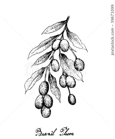 Hand Drawn of Brazil Plums on White Background Hand Drawn of Brazil Plums on White Background 39671099