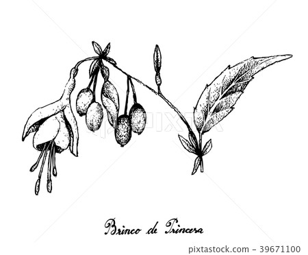Brinco de Princesa Frutis on White Background Brinco de Princesa Frutis on White Background 39671100