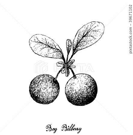 Hand Drawn of Bog Bilberries on White Background Hand Drawn of Bog Bilberries on White Background 39671102
