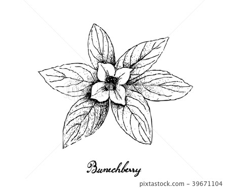 Hand Drawn of Bunchberry on White Background Hand Drawn of Bunchberry on White Background 39671104