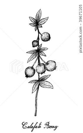 Hand Drawn of Calafate Berry on White Background Hand Drawn of Calafate Berry on White Background 39671105