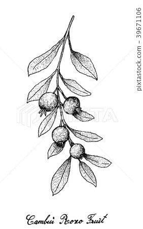 Cambui Roxo Fruits on White Background Cambui Roxo Fruits on White Background 39671106