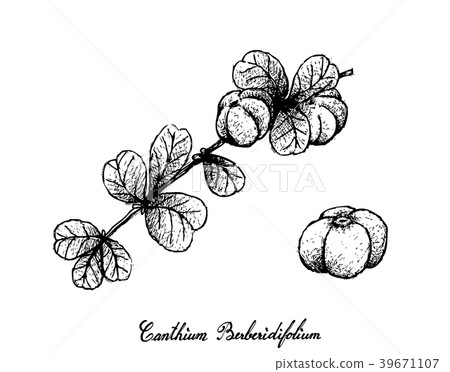Canthium Berberidifolium Frutis White Background 39671107