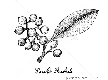 Carallia Brachiata Fruits on White Background Carallia Brachiata Fruits on White Background 39671108