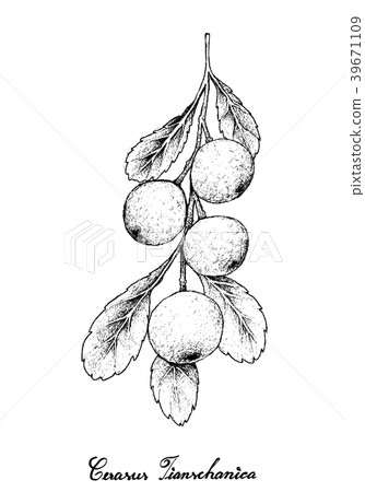Cerasus Tianschanica Fruits on White Background 39671109