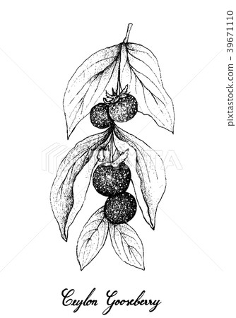 Ceylon Gooseberries on White Background Ceylon Gooseberries on White Background 39671110