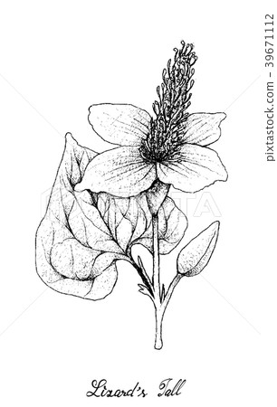 Lizard's Tail Plant on White Background 39671112