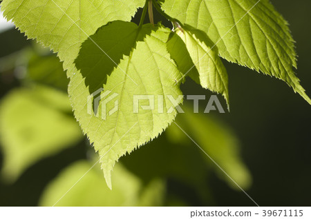 Green leaves Green leaves 39671115