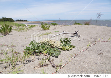 Hamabohu of the coast Hamabohu of the coast 39671116
