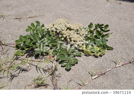 Hamabohu of the coast Hamabohu of the coast 39671119