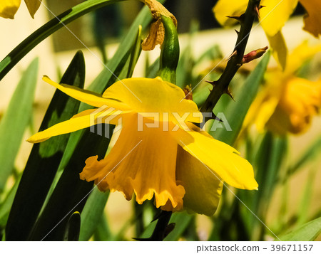 daffodil flower daffodil flower 39671157